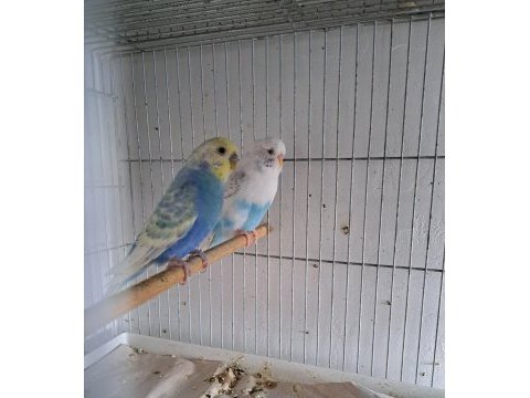 Yetişkin tek çift muhabbet kuşları