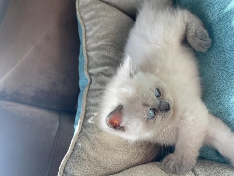 British shorthair ve blue point yavru kediler