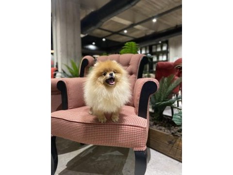 Üst kalite genç yetişkin dişi pomeranian boo