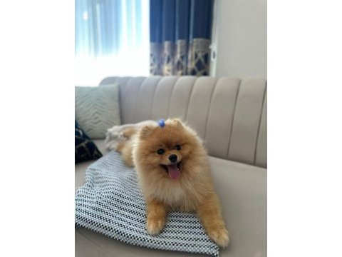 Pomeranian boo erkek