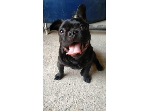Köpeğimiz hako yeni yuvasını arıyor