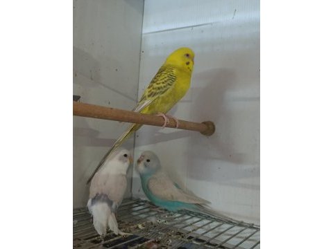 Bebek muhabbet kuşları
