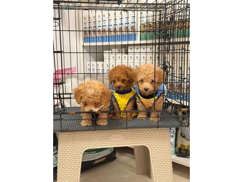 Toy poodle yavrular aşılı sağlıklı