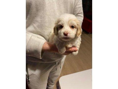 Minik maltipoo bebeğim