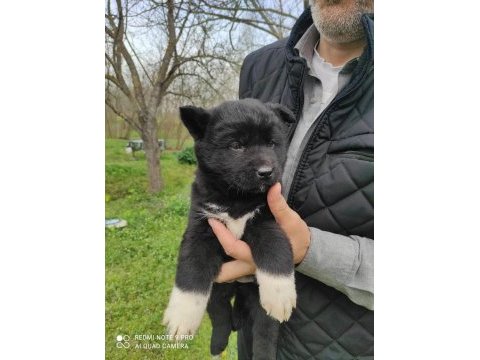Amerikan akita yavrumuz yeni sahibini arıyor