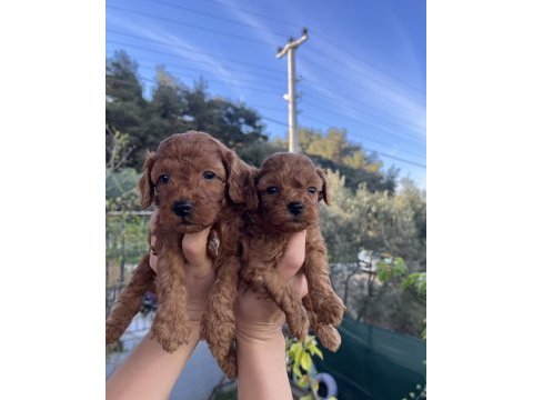 Dark/red brown toy poodle yavrular