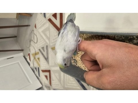 Ev üretimi insana alışık turkuaz forpus papağanları
