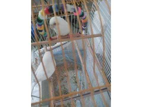 Albino 6 aylık forpus papağanı