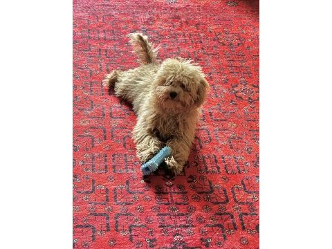 7 aylık erkek toy poodle