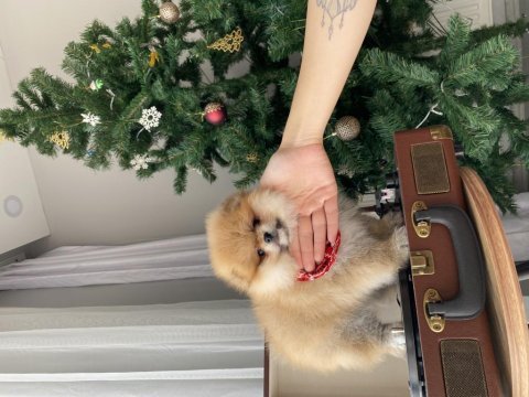 Dişi kusursuz teddy face pomeranian boo sağlıklı