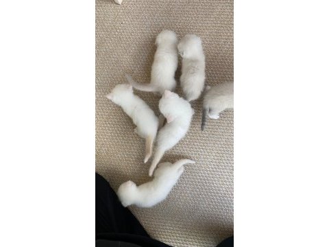 Chinchilla 5 haftalık yavru