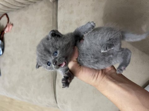 Baldan tatlı british shorthair yavrular acil yuva arıyor