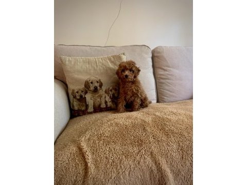 Orjinal toy poodle