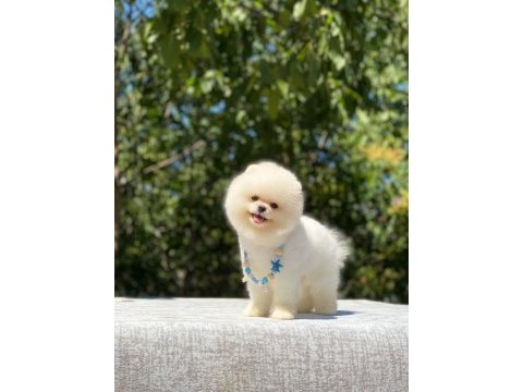 Vet teknikerden show class pomeranian yavrular