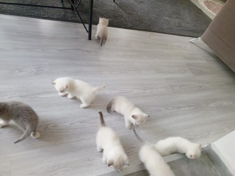 Beyaz safkan british shorthair yavrular