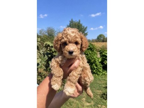 Maltipoo biblo mini boy erkek