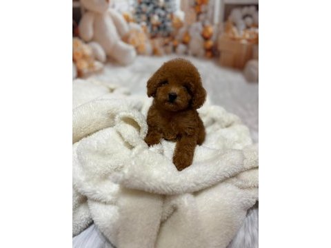 Küçük boy kore poodle köpeklerimiz
