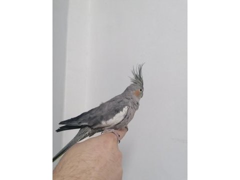1 tane ele alışkın sultan papağanı