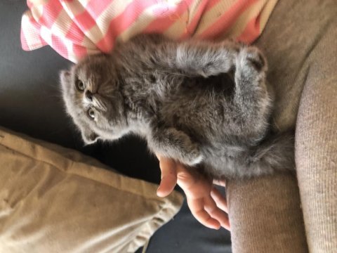 Kalitede tek son scottish fold yavrularım