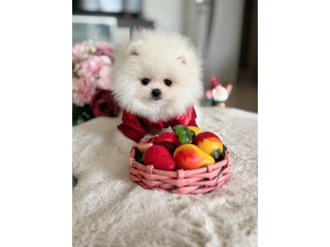 Teacup ayıcık pomeranian