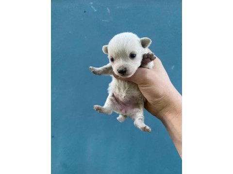 Dişi erkek chihuahua