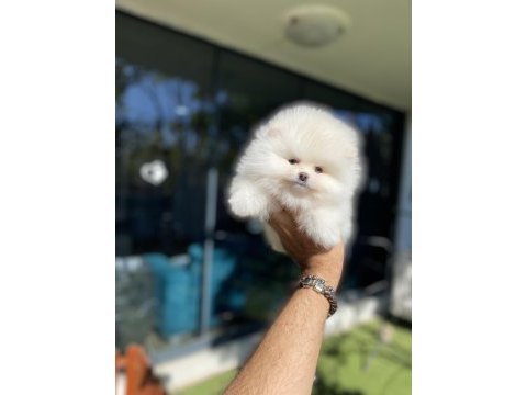 Pomeranian yavrularımız