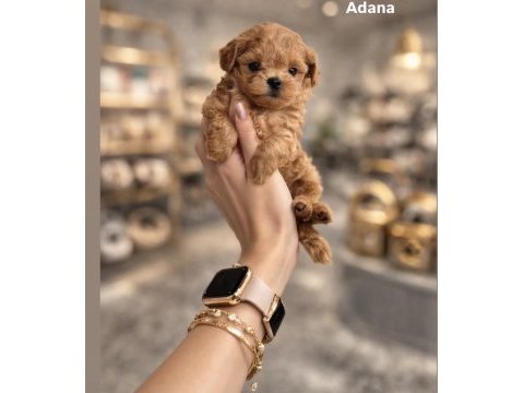 Kore maltipoo