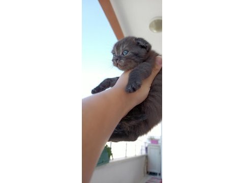 Oyuncu yavrular scottish fold