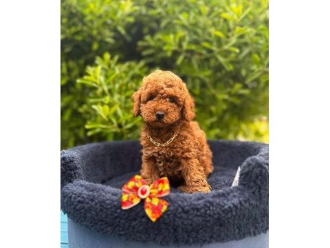 Safkan toy poodle yavrularımız