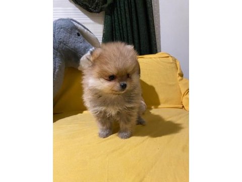 Minik ama sevgi dolu pomeranian