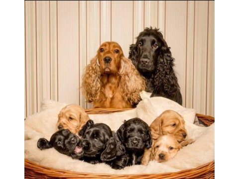 Amerikan cocker köpeklerimiz gelip görerek alabilirsiniz