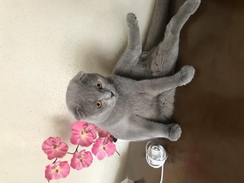Erkek scottish fold kedimi sahiplendireceğim