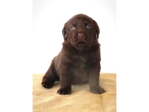 Kıf şecereli çikolata labrador yavrular