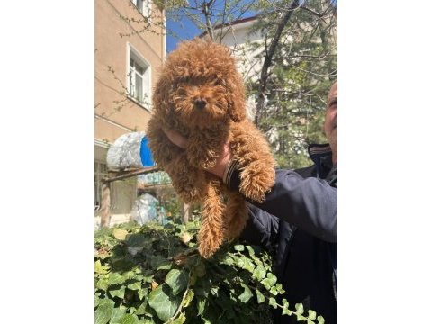 Toy poodle türkiye starı