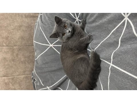 9 aylık dişi british kısırlaştırılmamış