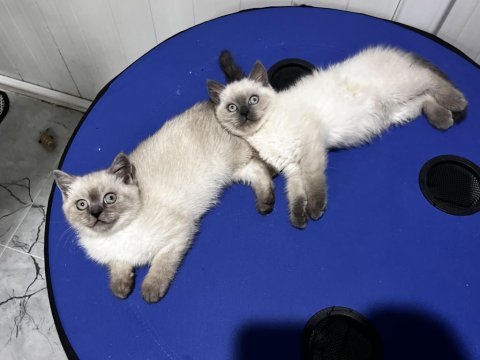 Dünya tatlısı kediler
