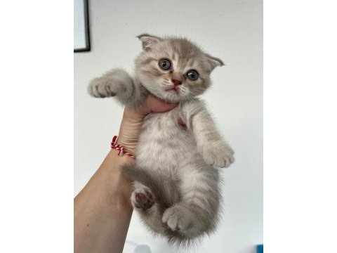 Safkan ve şecereli ırk scottish fold yavru