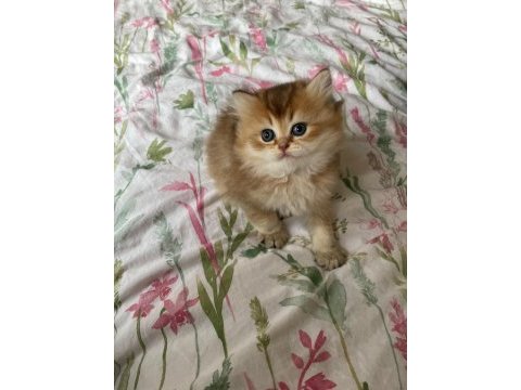 Safkan british longhair yavrular yuva arıyoruz