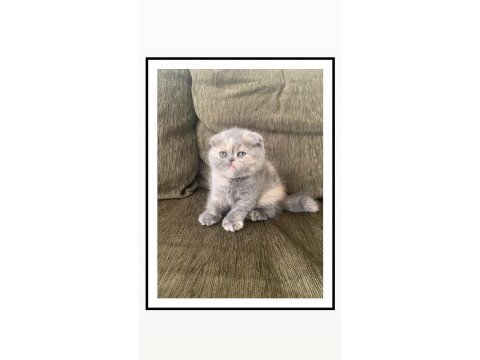 Bebek surat scottish fold kızımız için yuva