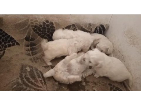 Terrier maltese yavrular ırk sağlık garantili