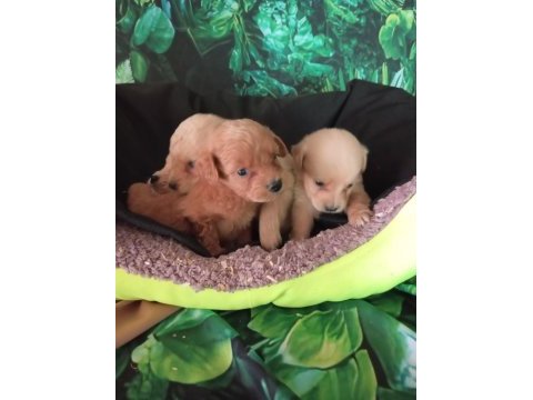 Irk ve sağlık garanti maltipoo yavrularımız