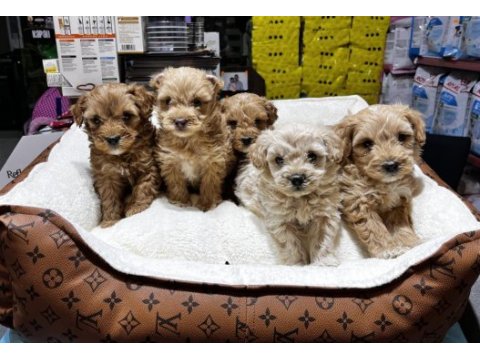 Koyu kahve maltipoo cinsi ırk ve sağlık garantili