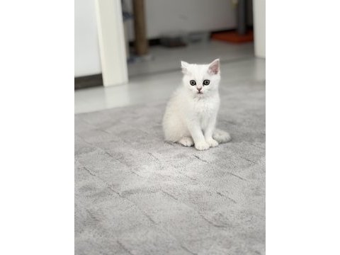 3 aylık safkan brıtısh shorthaır yesıl göz beyaz kürk
