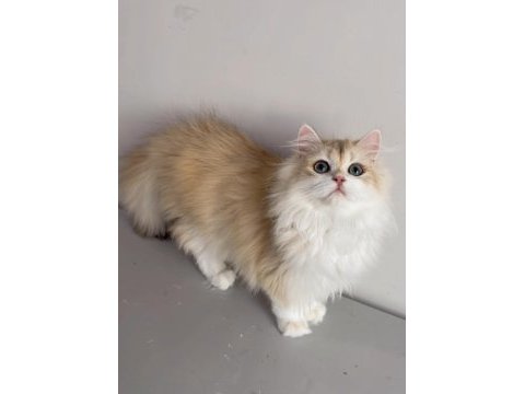 British longhair 5 aylık erkek