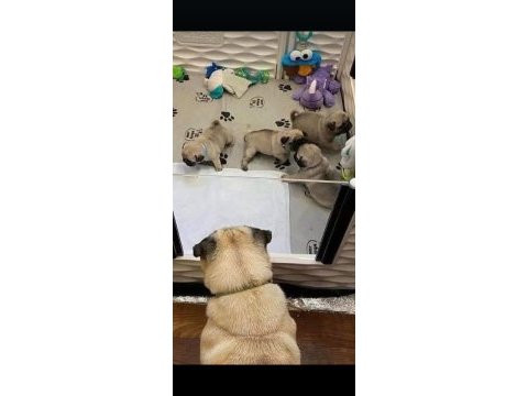 Pug mops yavruları ankara