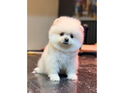 Karbeyaz dişi pomeranian boo