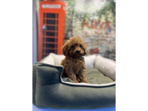 Toy poodle güzelliği @petclubadanaa