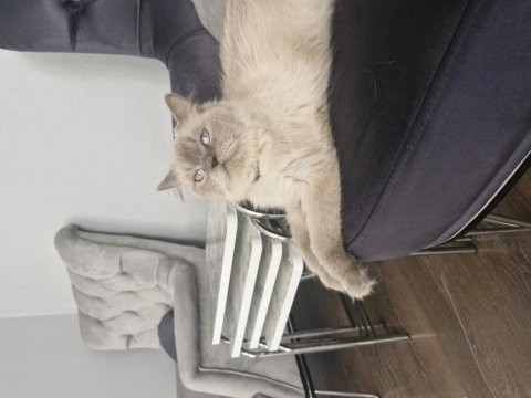 2 yaşında eğitimli kedimiz asıları tam 1 defa doğum yaptı