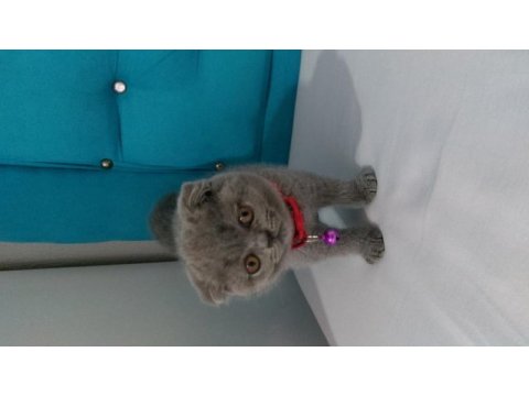 65 günlük scottish fold yavrular eğitimleri tam