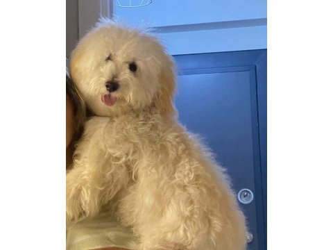 Maltipoo dişi kısır 7 aylık
